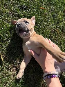 French bulldog female puppy - Photo 4