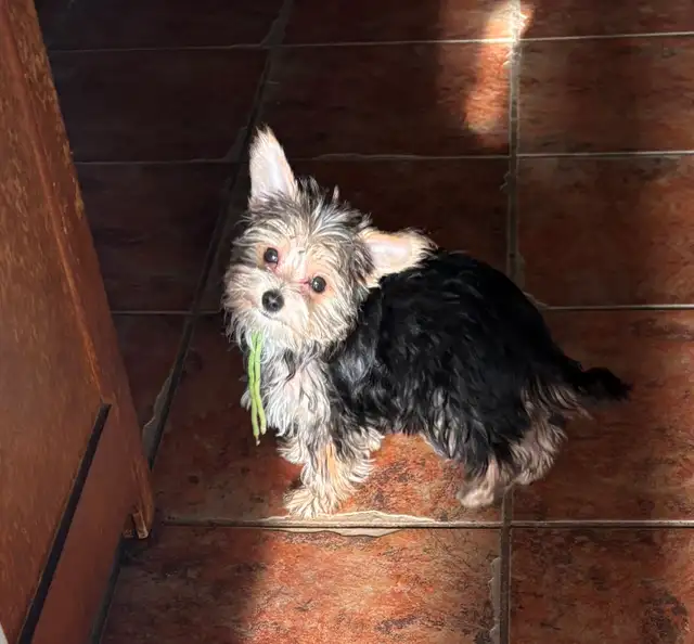 Adorable Morkie