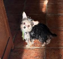 Adorable Morkie