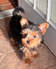 Magnifique chiot Morkie