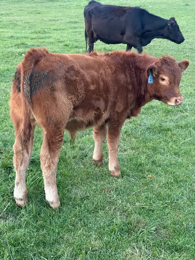 Limousin bull calves