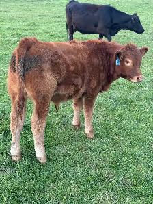 Limousin bull calves