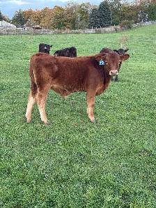 Limousin bull calves - Photo 2