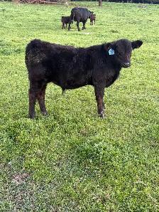 Limousin bull calves - Photo 3