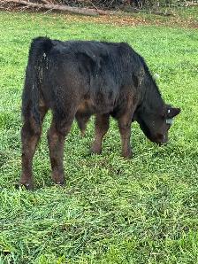 Limousin bull calves - Photo 4