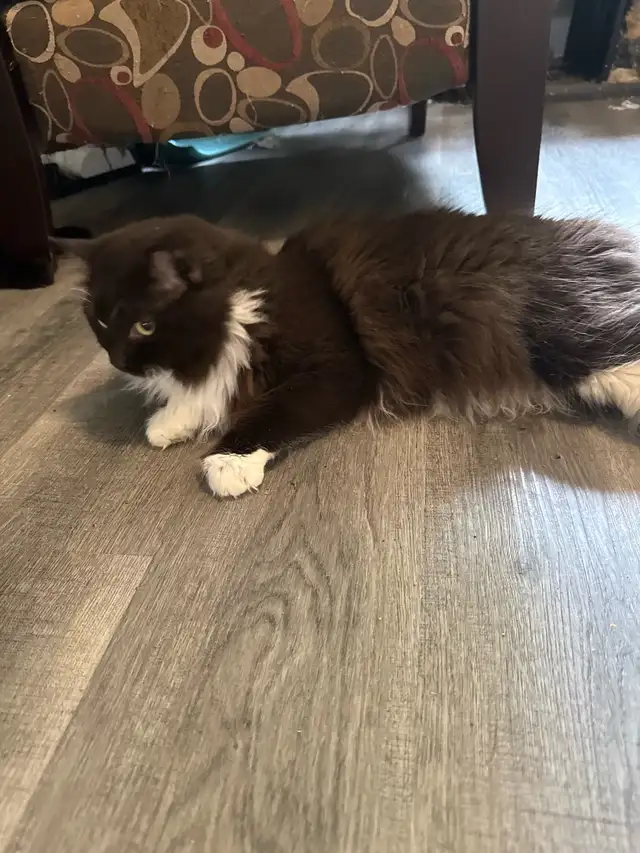 Main Coon/ Russian Blue/Ragdoll mix