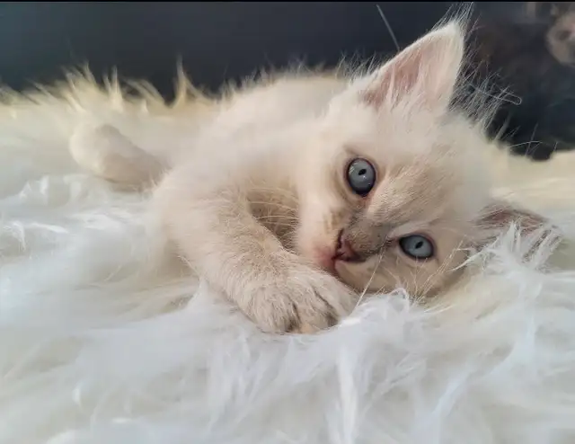 Thanksgiving Weekend Special Ragdoll x Maine Coon Mix Kittens