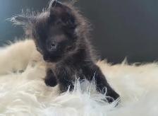 Thanksgiving Weekend Special Ragdoll x Maine Coon Mix Kittens - Photo 2