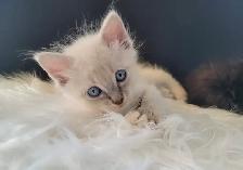 Thanksgiving Weekend Special Ragdoll x Maine Coon Mix Kittens - Photo 5