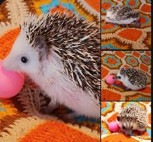 Teen girl hedgehogs u pick!❤️4 varieties. Text to reply!