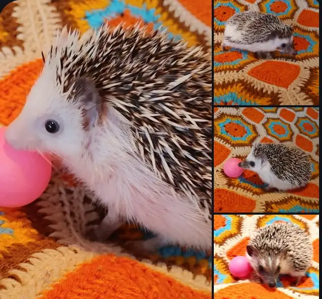 Teen girl hedgehogs u pick!❤️4 varieties. Text to reply!!