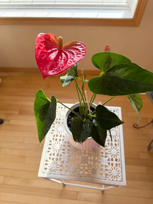 Beautiful red flamingo lily