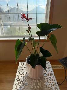 Beautiful red flamingo lily - Photo 2