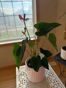 Beautiful red flamingo lily - Photo 3