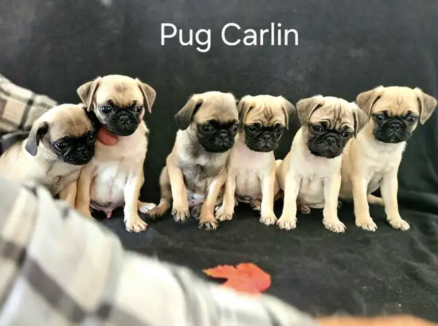 Chiots Pug Carlin mâles/femelles prêts à partir...ready to go !