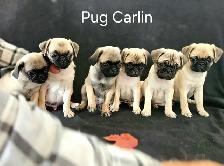 Chiots Pug Carlin mâles/femelles prêts à partir...ready to go !