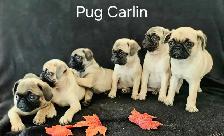 Chiots Pug Carlin mâles/femelles prêts à partir...ready to go ! - Photo 2