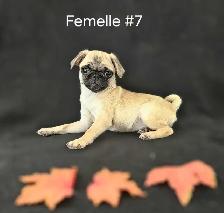 Chiots Pug Carlin mâles/femelles prêts à partir...ready to go ! - Photo 4