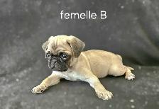 Chiots Pug Carlin mâles/femelles prêts à partir...ready to go ! - Photo 5