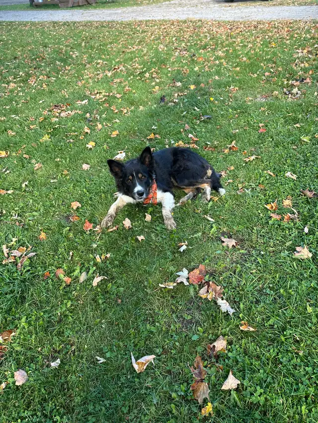 Border collie tri-coloured Male