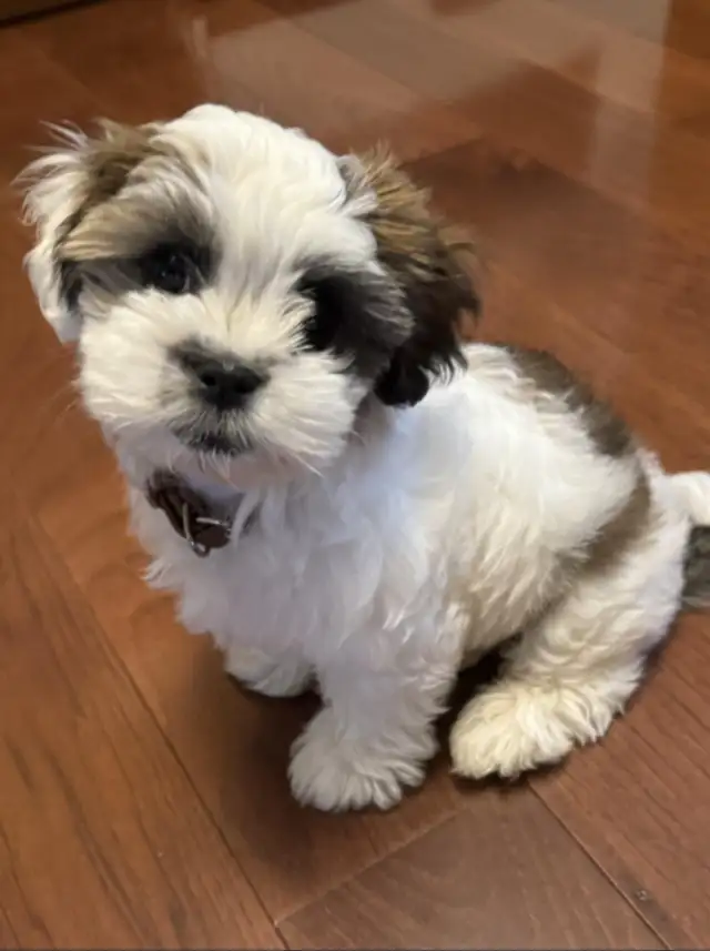 Looking for Shihtzu / havenese mix puppy