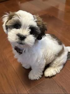 Looking for Shihtzu / havenese mix puppy