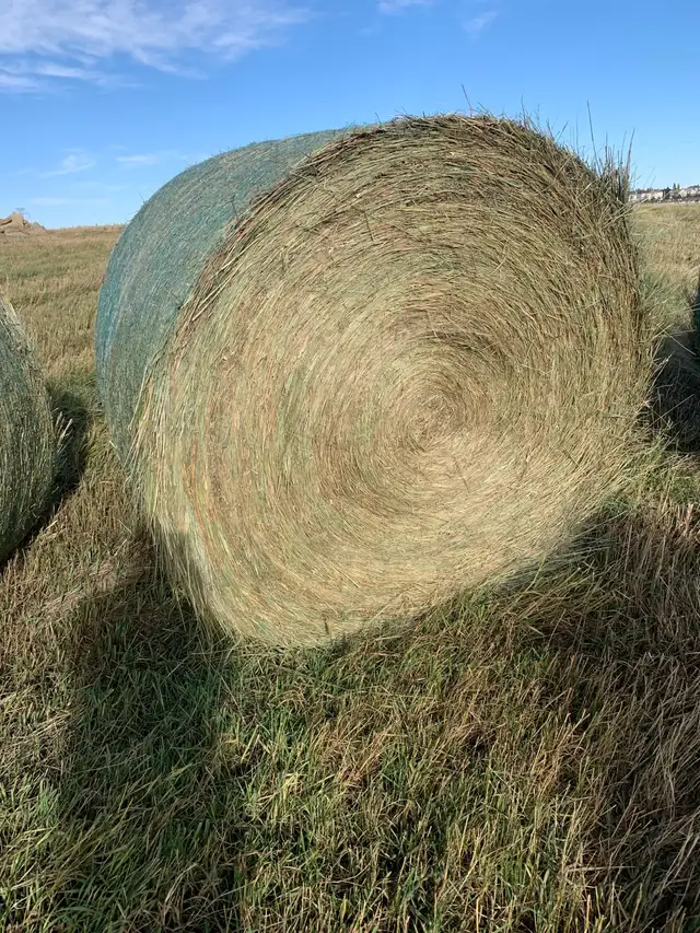 Cheap Hay