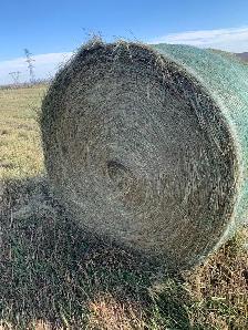 Cheap Hay - Photo 2