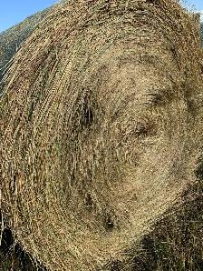 Cheap Hay - Photo 3