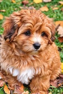 Coton-poo Puppies
