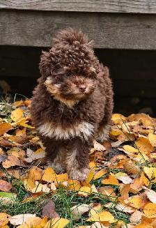 Coton-poo Puppies - Photo 2