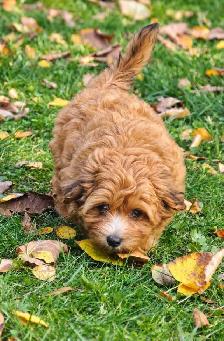 Coton-poo Puppies - Photo 3