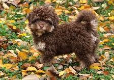 Coton-poo Puppies - Photo 4