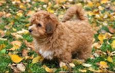 Coton-poo Puppies - Photo 5