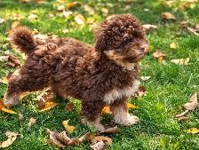 Coton-poo Puppies - Photo 6