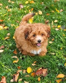 Coton-poo Puppies - Photo 7
