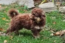 Coton-poo Puppies - Photo 8