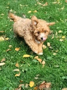 Coton-poo Puppies - Photo 9