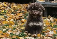 Coton-poo Puppies - Photo 10