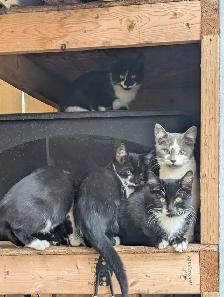 Kittens