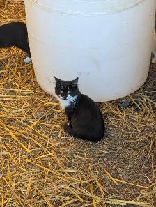 Kittens - Photo 2