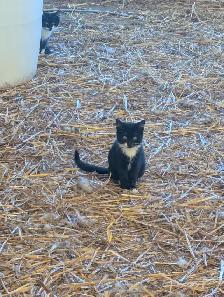 Kittens - Photo 3