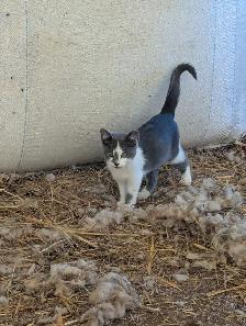 Kittens - Photo 4