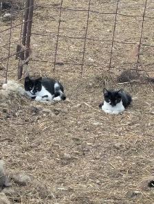 Kittens - Photo 5