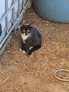 Kittens - Photo 6