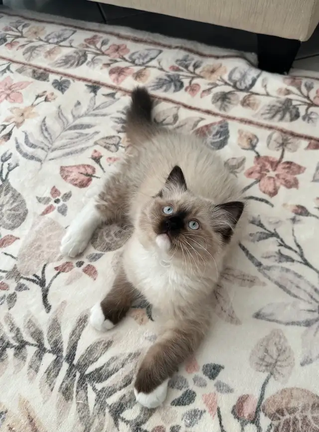 Purebred Ragdoll kitten