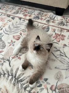 Purebred Ragdoll kitten