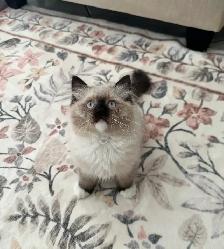 Purebred Ragdoll kitten - Photo 2