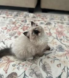 Purebred Ragdoll kitten - Photo 3