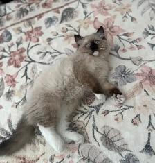 Purebred Ragdoll kitten - Photo 4